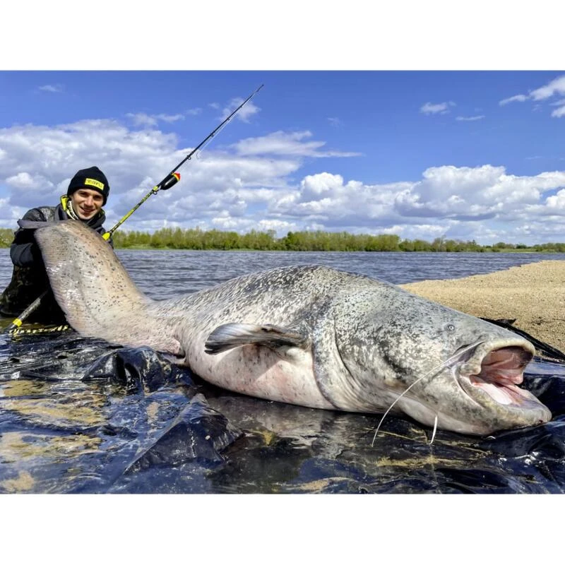 Canne Silure Black Cat Perfect Passion XH-S (455g - 2m80 - Max 350g - 2 - 140cm) 4 Canne Silure Black Cat Perfect Passion XH-S (455g - 2m80 - Max 350g - 2 - 140cm) – Image 4